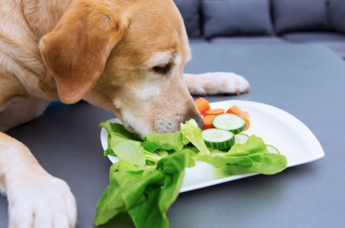 Can your pet be Vegan?